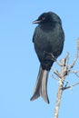 Black Fork Tailed Drongo Dicrurus adsimilis Royalty Free Stock Photo