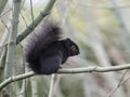 Black Form of the Eastern Gray Squirrel Royalty Free Stock Photo