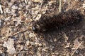 Black form of wooly bear caterpillar in Tolland, Connecticut Royalty Free Stock Photo