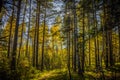 Black Forrest in Russia. Orange Evening Sun shines through the Royalty Free Stock Photo