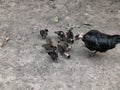 Black fowl or broody chicken and baby chicks.