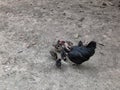 Black fowl or broody chicken and baby chicks.