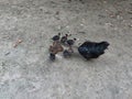 Black fowl or broody chicken and baby chicks.