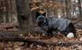 Black Fox in Autumn Wood Royalty Free Stock Photo