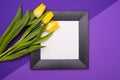 Black frame and three yellow tulips on a lilac background Royalty Free Stock Photo