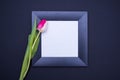 Black frame with white background and one tulip on the left side Royalty Free Stock Photo