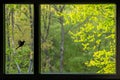 Black-framed window overlooking a spring forest and a passing bird