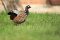 Black francolin