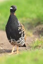 Black francolin