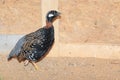 Black francolin Royalty Free Stock Photo