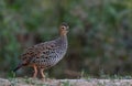 Black Francolin Francolinus francolinus bird in Uttarakhand Royalty Free Stock Photo