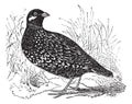 Black Francolin or  Francolinus francolinus, gamebird, vintage engraving Royalty Free Stock Photo