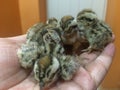 Babies Black Francolin Partridges, Karo Titer