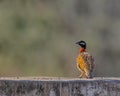 A Black Francolin Royalty Free Stock Photo