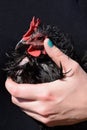 Black frazzle rooster