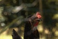 Free hen behind an unfocused metal fence on a farm. Royalty Free Stock Photo