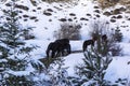 Black free horses at Ziria mountain. Fir trees covered with snow on a winter day, South Peloponnese, Greece