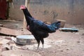 Black free-range chicken in a cage