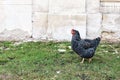 Black free range hen walking in green grass in yard, blurred old wall background. Organic poultry farm concept. Animal