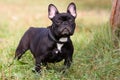 Black French Bulldog