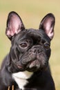 Black French Bulldog