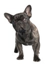 Black french Bulldog