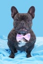 Black french bulldog with bow tie