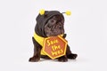 Black French Bulldog dog puppy dressed up with bee costume and \'Save the bees\' sign Royalty Free Stock Photo