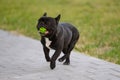 Black French bulldog holds his favorite toy in his mouth and runs with it in nature during a walk in the park.Dog in an Royalty Free Stock Photo