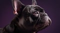 Black french bulldog is looking up at a purple background