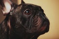 Black French Bulldog Portrait home interior