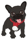 Black french bulldog with red scarf Royalty Free Stock Photo