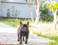 Black French Bulldog resting on grass at a park. Purebred Frenchie outdoors on a sunny afternoon. Dog enjoying outside