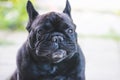 Black French Bulldog resting on grass at a park. Purebred Frenchie outdoors on a sunny afternoon. Dog enjoying outside