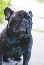 Black French Bulldog resting on grass at a park. Purebred Frenchie outdoors on a sunny afternoon. Dog enjoying outside