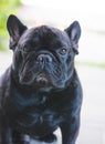 Black French Bulldog resting on grass at a park. Purebred Frenchie outdoors on a sunny afternoon. Dog enjoying outside