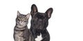 Black french bulldog and tabby cat sitting together and looking at the camera, Isolated on white Royalty Free Stock Photo