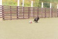 a black French bulldog on a walk in the park. Pet Care Dog playing with a ball outside Royalty Free Stock Photo