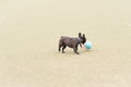 a black French bulldog on a walk in the park. Pet Care Dog playing with a ball outside Royalty Free Stock Photo