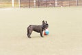 a black French bulldog on a walk in the park. Pet Care Dog playing with a ball outside Royalty Free Stock Photo