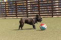 a black French bulldog on a walk in the park. Pet Care Dog playing with a ball outside Royalty Free Stock Photo