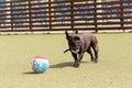 a black French bulldog on a walk in the park. Pet Care Dog playing with a ball outside Royalty Free Stock Photo