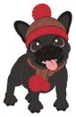 Black french bulldog in warm clothes