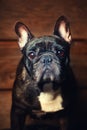 Black french bulldog wooden desk background