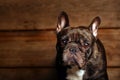 Black french bulldog wooden desk background