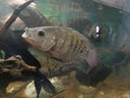 Black Freshwater Tilapia in aquarium with other freshwater fish