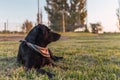 Dog rest in a grass during the sunset