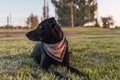 Dog rest in a grass during the sunset