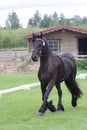 Black friese horse at show