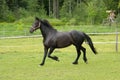 Black friese x warmblood mare trotting